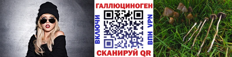 Галлюциногенные грибы Psilocybine cubensis  купить   Нестеров 